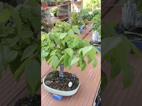 zelkova serrata en bonsai