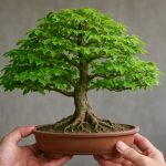 Zelkova Bonsai Mastery: Unlock the Secrets to Vigorous Growth & Timeless Beauty (2025)