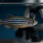 Zebrafish Behavioral Neuroscience: The Tiny Fish Revolutionizing Brain Science